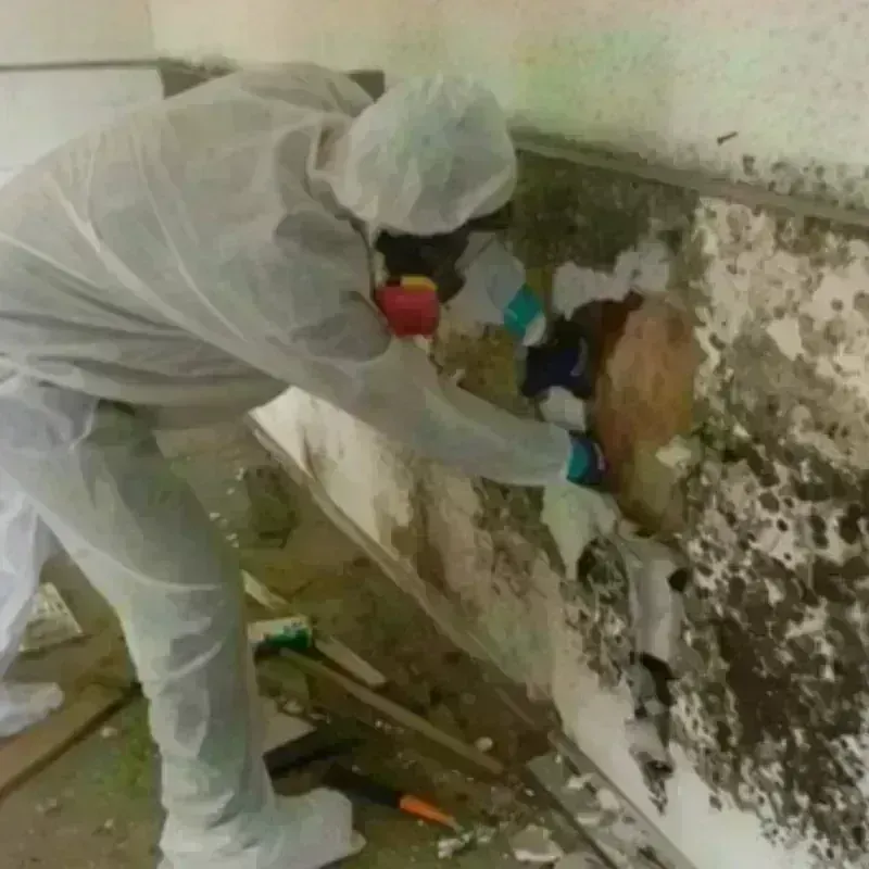 Mold Remediation and Removal in Choctaw, OK